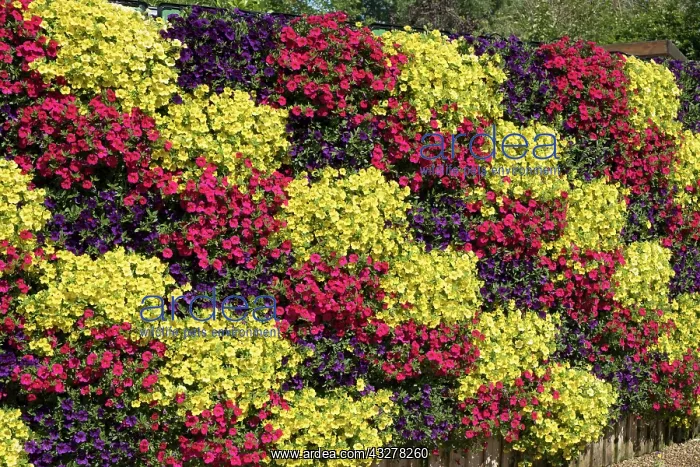 : Living wall of Petunias - Norfolk UK : Living wall of Petunias - Norfolk UK
