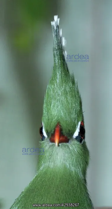 : Livingstone's Turaco : Livingstone's Turaco