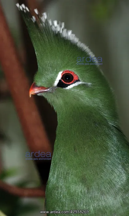 : Livingstone's Turaco : Livingstone's Turaco