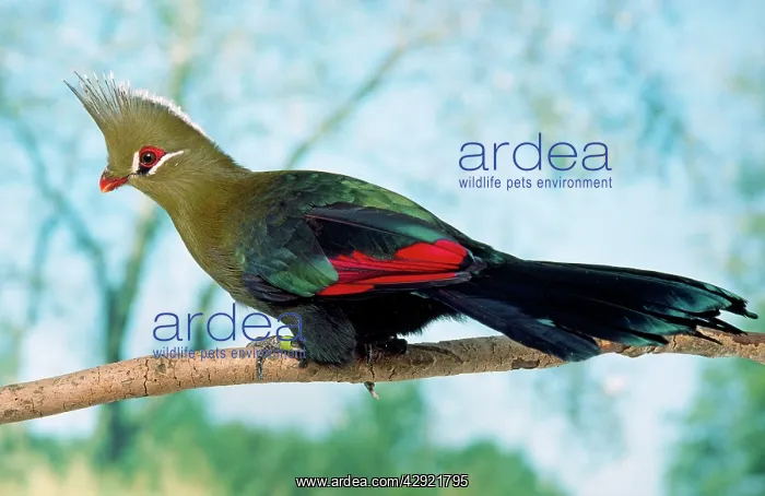 : Livingstone's Turaco - perched on branch : Livingstone's Turaco - perched on branch