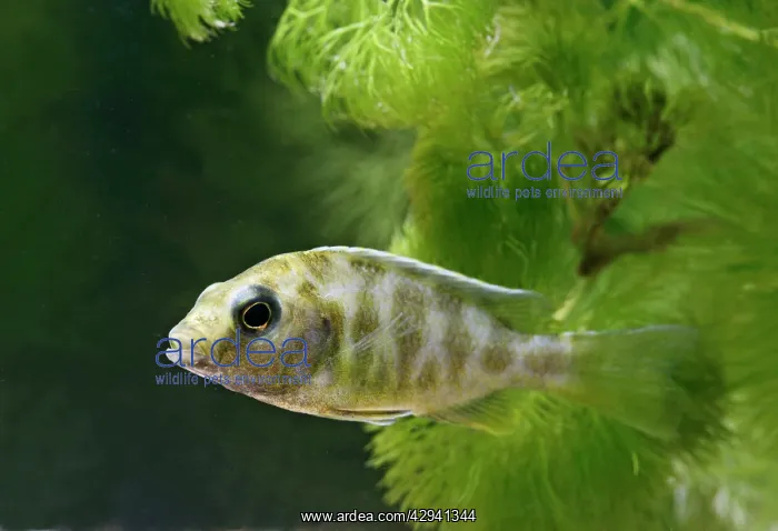 : Livingstoni - side view, tropical freshwater : Livingstoni - side view, tropical freshwater