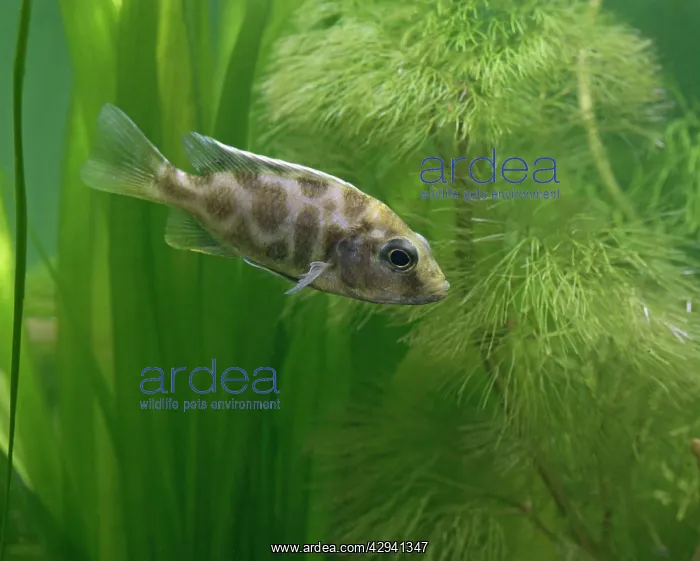 : Livingstoni - side view, tropical freshwater : Livingstoni - side view, tropical freshwater