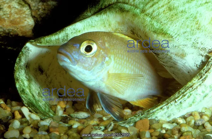 : Livingston's Cichlid : Livingston's Cichlid