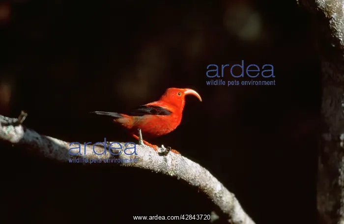 : Liwi BIRD -ON BRANCH : Liwi BIRD -ON BRANCH