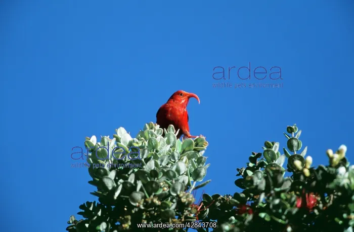 : Liwi Bird - in tree canopy : Liwi Bird - in tree canopy