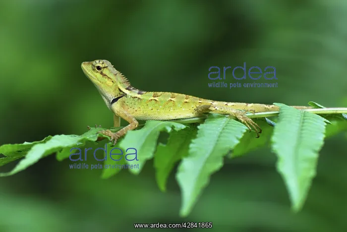 : Lizard (Acanthosaura sp. ). Erawan Nationalpark, Thailand. Agamidae : Lizard (Acanthosaura sp. ). Erawan Nationalpark, Thailand. Agamidae