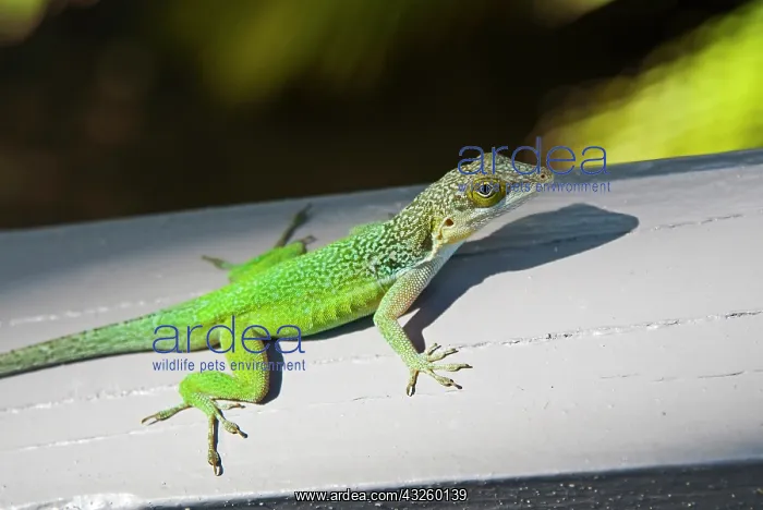  : Lizard, Antigua, West Indies, Caribbean
