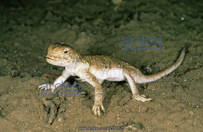 : A lizard - disturbed on its feeding territory : A lizard - disturbed on its feeding territory