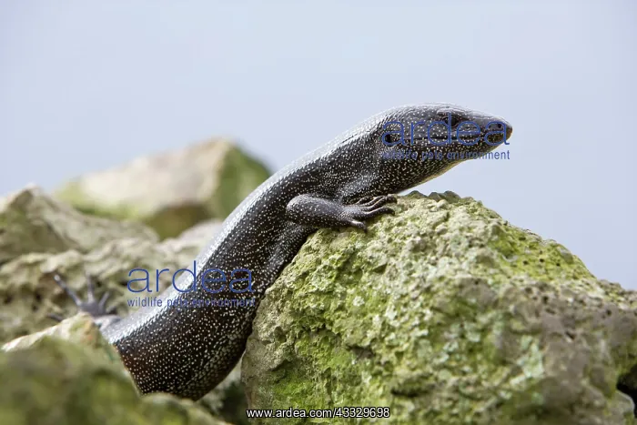 : Lizard, Dotted Galliwasp, Diploglossus millepunctatus, Malpe : Lizard, Dotted Galliwasp, Diploglossus millepunctatus, Malpe