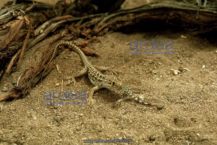 : Lizard Eating Lizard : Lizard Eating Lizard
