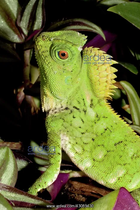 : Lizard (Gonocephalus chamaeleontinus) : Lizard (Gonocephalus chamaeleontinus)