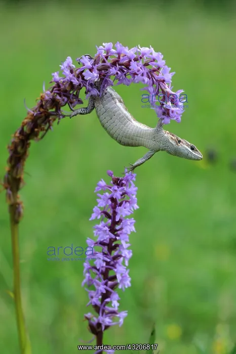 : Lizard hunting insects on Fragrant Orchid - Slovenia : Lizard hunting insects on Fragrant Orchid - Slovenia