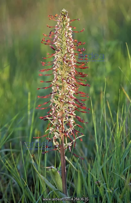 : Lizard Orchid : Lizard Orchid