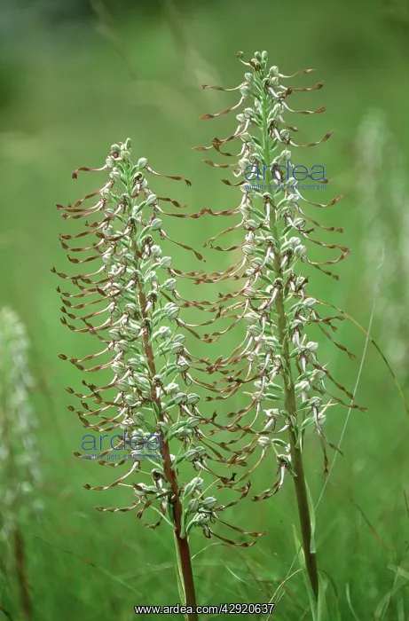 : LIZARD ORCHID : LIZARD ORCHID