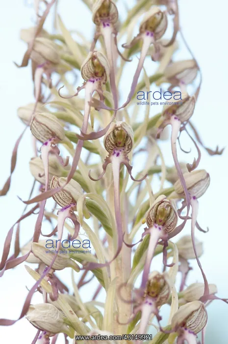 : Lizard Orchid : Lizard Orchid
