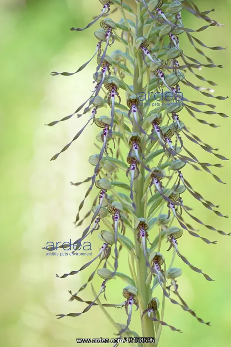 : Lizard Orchid : Lizard Orchid