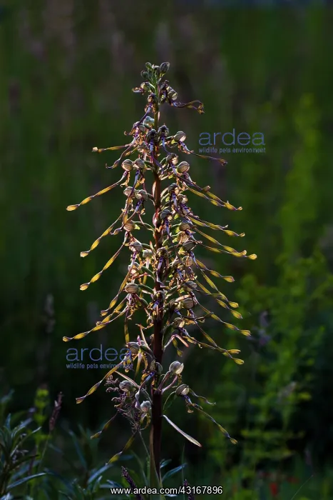  : Lizard Orchid