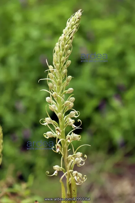 : Lizard orchid - Close up of flower : Lizard orchid - Close up of flower