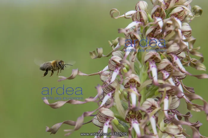 : Lizard orchid (Himantoglossum hircinum), Detail : Lizard orchid (Himantoglossum hircinum), Detail