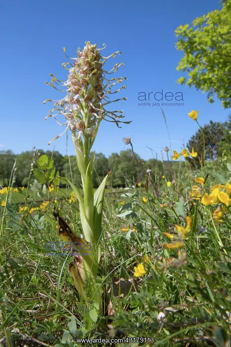 : Lizard orchid (Himantoglossum hircinum), Flowers : Lizard orchid (Himantoglossum hircinum), Flowers