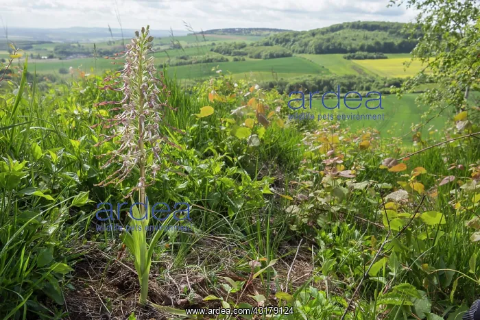 : Lizard orchid (Himantoglossum hircinum), Flowers : Lizard orchid (Himantoglossum hircinum), Flowers