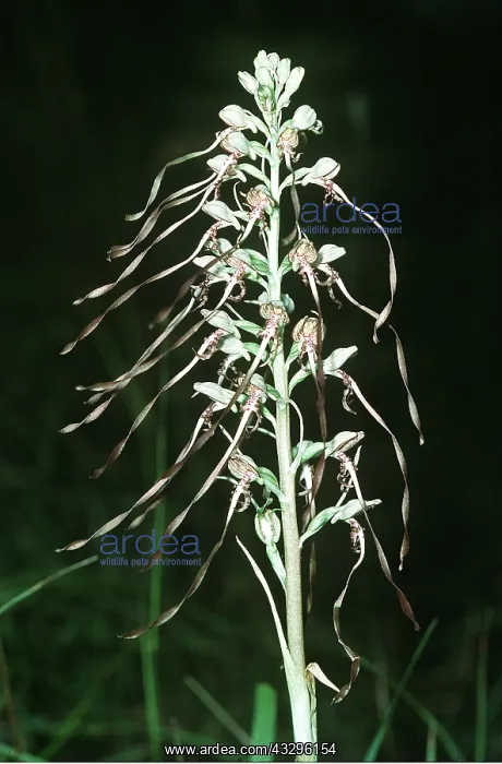 : LIZARD ORCHID - Rare in UK : LIZARD ORCHID - Rare in UK