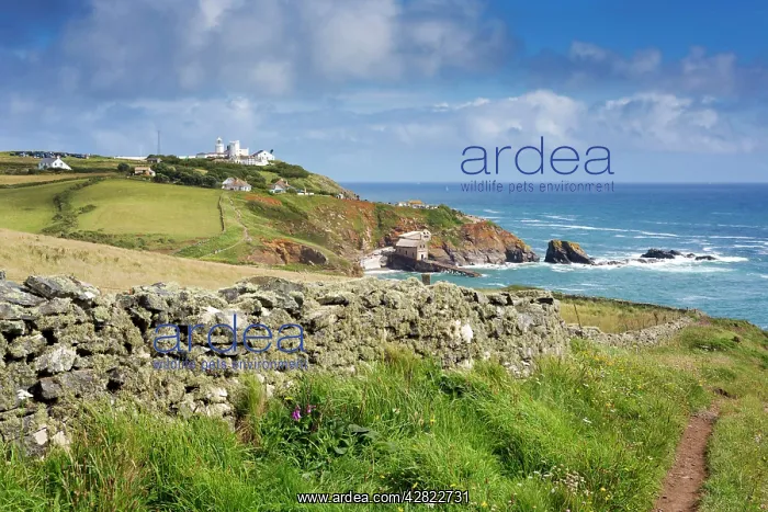  : Lizard Point