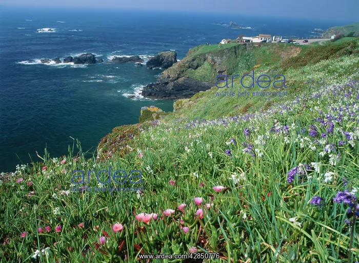 : Lizard Point, CORNWALL - three-cornered leek & : Lizard Point, CORNWALL - three-cornered leek &