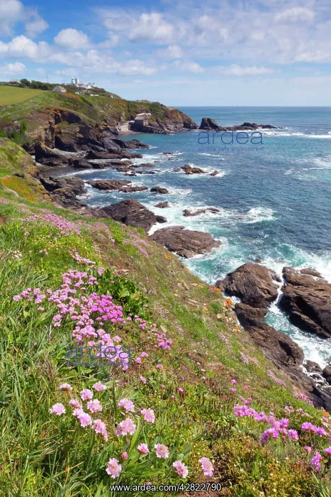 : Lizard Point - with Thrift in foreground : Lizard Point - with Thrift in foreground