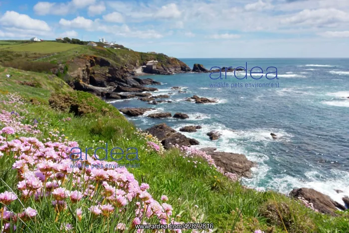 : Lizard Point - with Thrift in foreground : Lizard Point - with Thrift in foreground