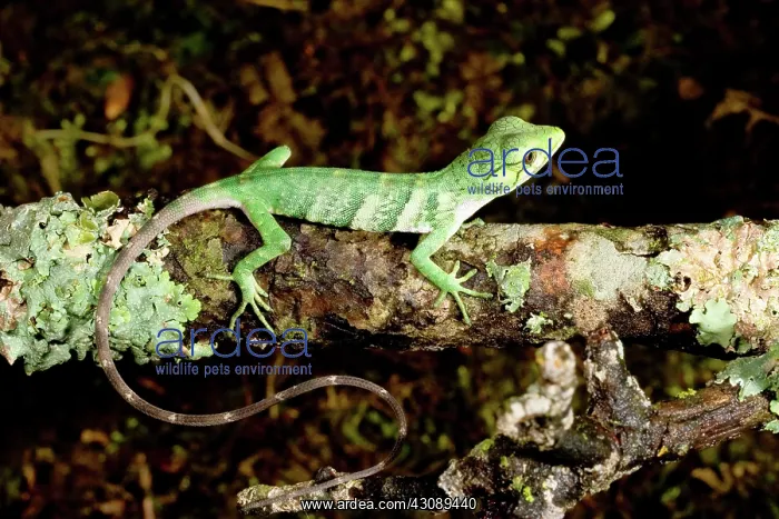 : Lizard (Polychrus marmoratus) : Lizard (Polychrus marmoratus)