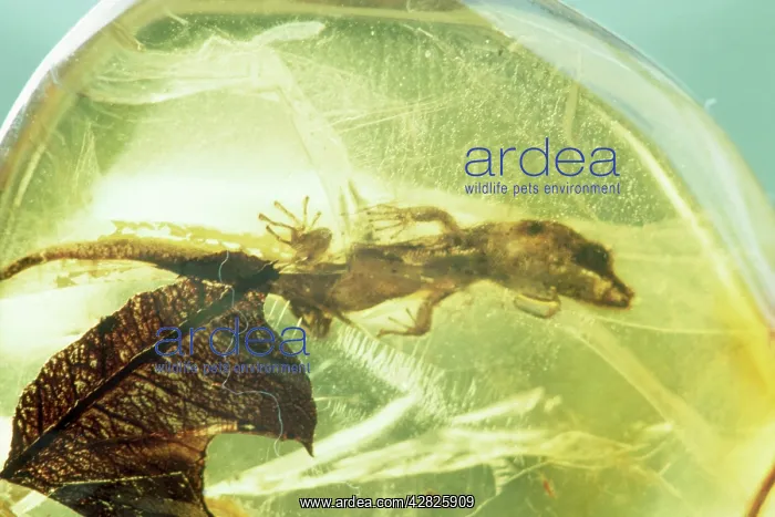 : Lizard preserved in Amber - 40 million years B.P : Lizard preserved in Amber - 40 million years B.P