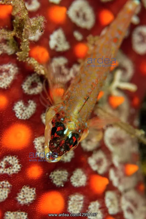 : Lizard Triplefin : Lizard Triplefin