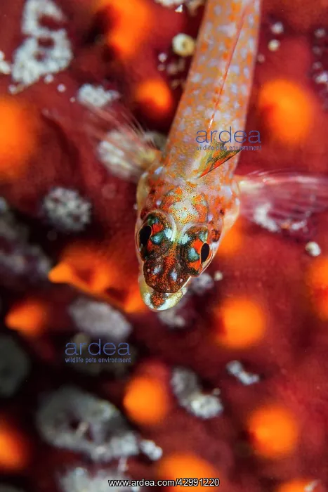 : Lizard Triplefin : Lizard Triplefin