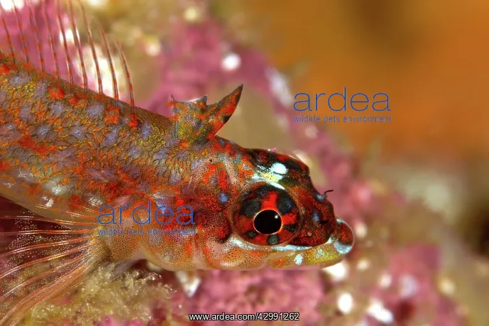 : Lizard Triplefin : Lizard Triplefin