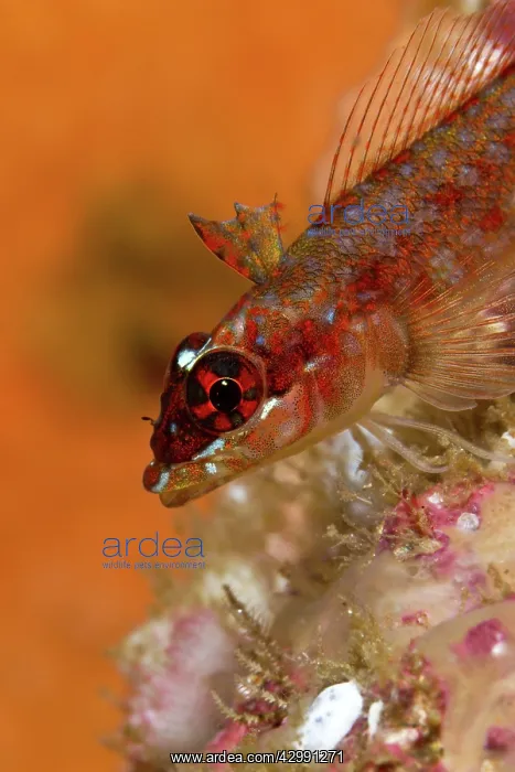 : Lizard Triplefin : Lizard Triplefin