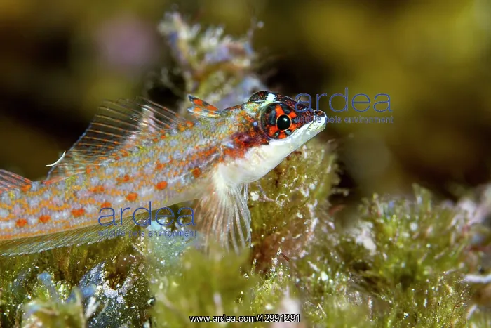 : Lizard Triplefin : Lizard Triplefin