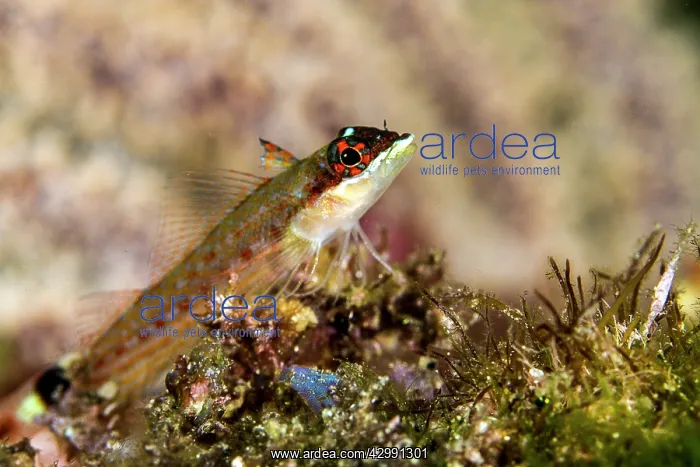 : Lizard Triplefin : Lizard Triplefin