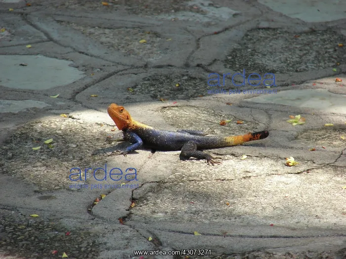 : Lizard, Uganda : Lizard, Uganda