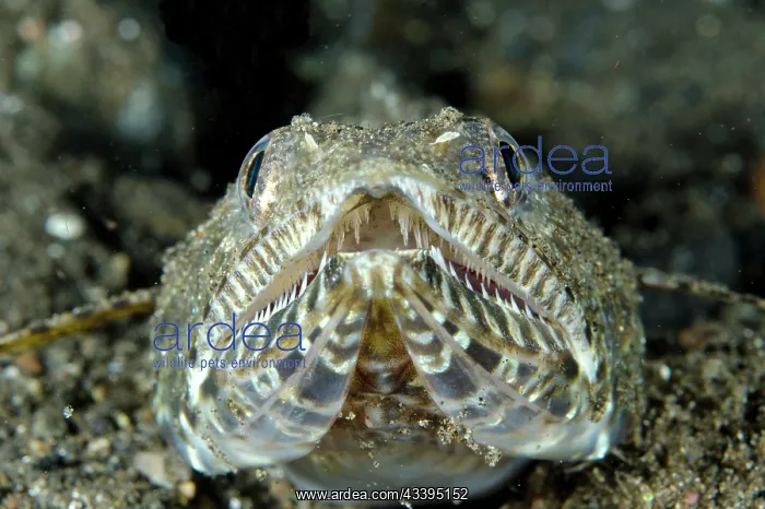 : Lizardfish : Lizardfish