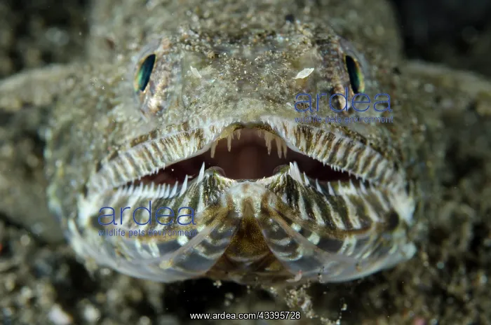 : Lizardfish : Lizardfish