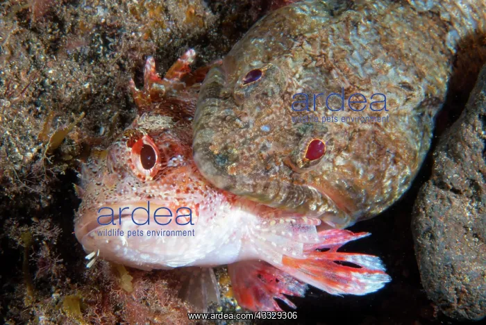 : Lizarfish (Synodus synodus) trying to eat a scorpionfish : Lizarfish (Synodus synodus) trying to eat a scorpionfish