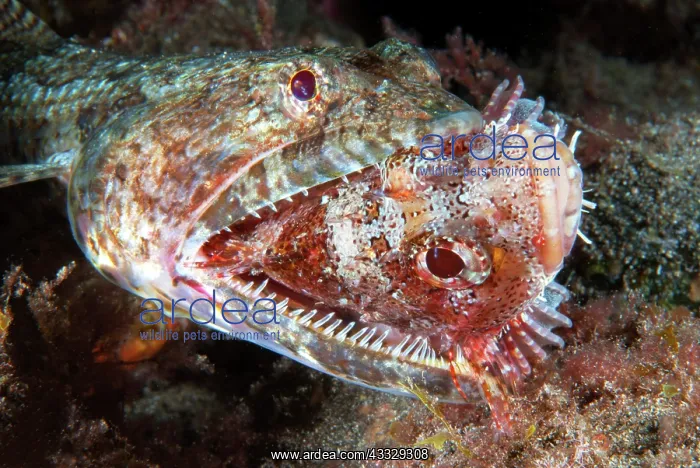 : Lizarfish (Synodus synodus) trying to eat a scorpionfish : Lizarfish (Synodus synodus) trying to eat a scorpionfish