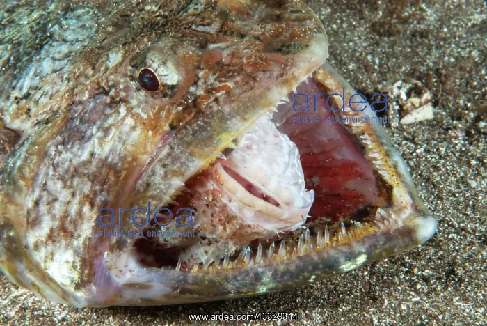 : Lizarfish (Synodus synodus) trying to eat a scorpionfish : Lizarfish (Synodus synodus) trying to eat a scorpionfish