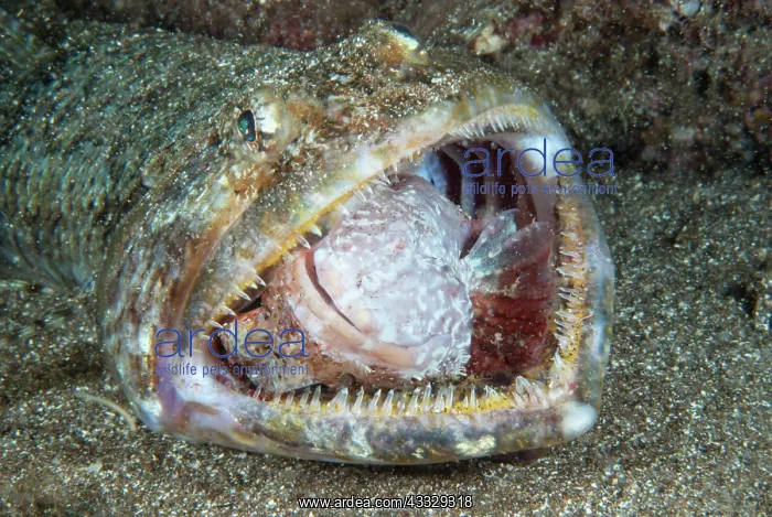 : Lizarfish (Synodus synodus) trying to eat a scorpionfish : Lizarfish (Synodus synodus) trying to eat a scorpionfish