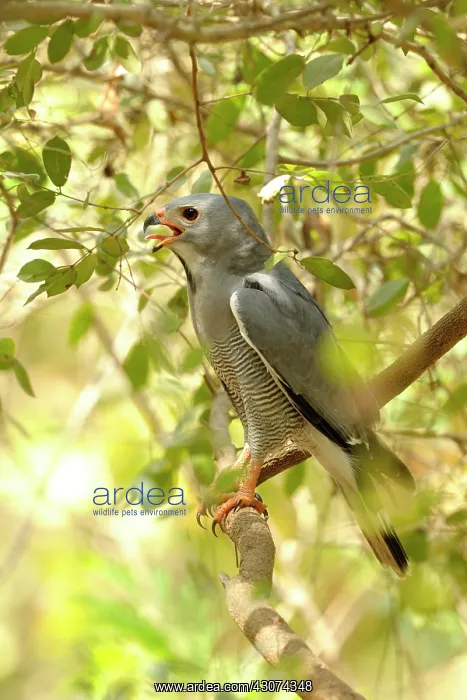  : Lizzard Buzzard