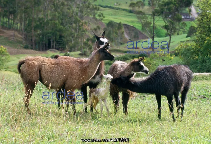 : Llama - 2 hours after birth the baby Llama can : Llama - 2 hours after birth the baby Llama can