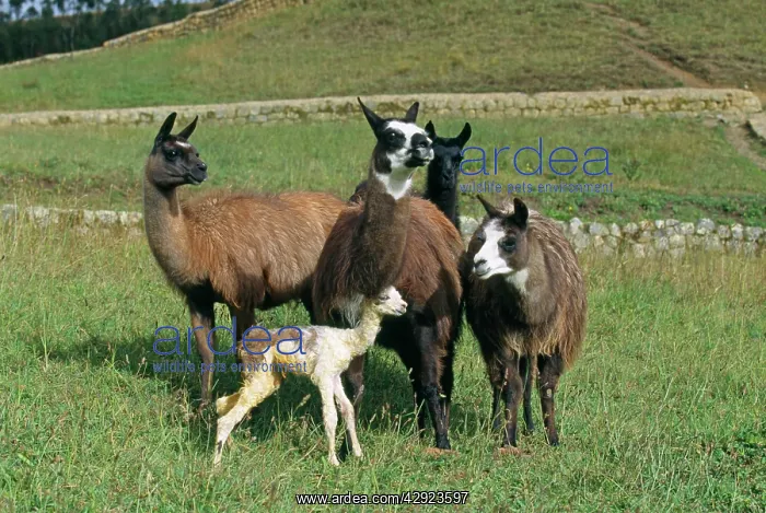 : Llama - 2 hours after birth the baby Llama can : Llama - 2 hours after birth the baby Llama can
