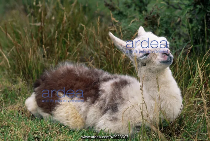 : Llama - a 20 hour old baby : Llama - a 20 hour old baby