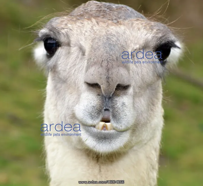 : Llama